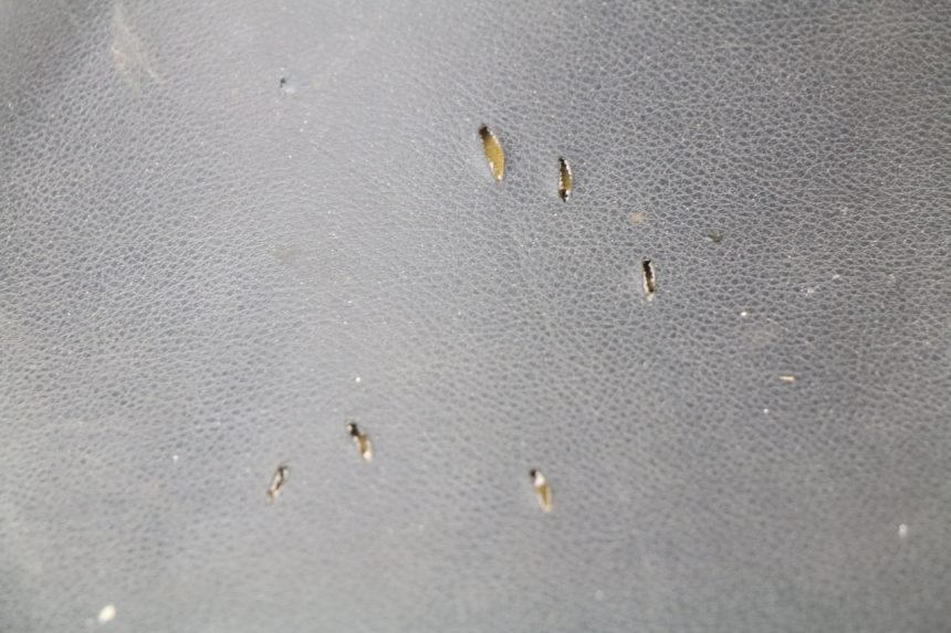 photo de SELLE PEUGEOT ZENITH 50 (1994 - 1999)